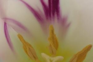 Tulpe in Pastell