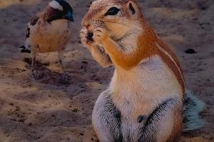 Borstenhörnchen