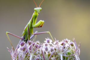 Praying Mantis