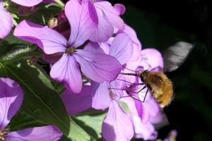 Schwebhummel