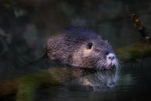 Nutria