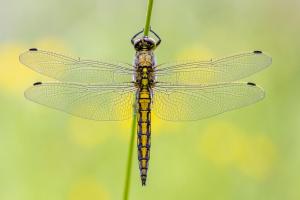 Blue-Hawker