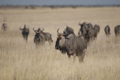172_Reimund_Huebner_-_Gnus