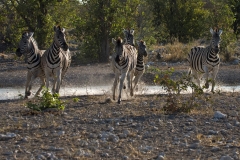 180_Reimund_Huebner_-_Zebras