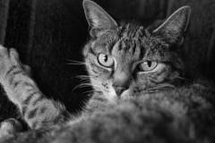 Baerbel Bornhoeft, Katzen_Portrait