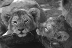 Baerbel Bornhoeft, Loewenbabys