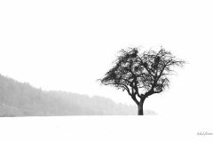 Karl-Heinz Link, Baum Winter