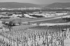 Weinberge in Großheubach