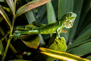 Anja_Giegerich_Ein neugieriges Kerlchen_Iguana gesichtet in Florida
