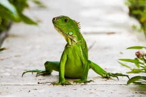 Medaille Anja_Giegerich_Iguana in Florida gesichtet