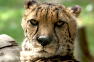 Bärbel_Bornhöft_Cheetah_im_Opelzoo