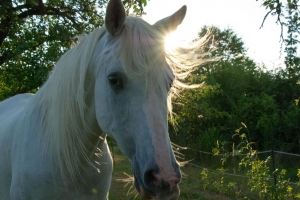 Bärbel_Bornhöft_Sonnenblitze