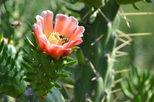 Breitenbach_Annemarie_Blütentrank