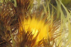 Breitenbach_Annemarie_Distelblüte