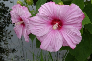 Breitenbach_Kurt_Hibiscus