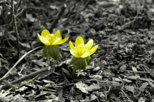 Chantal_Ott_Gelbe Blume