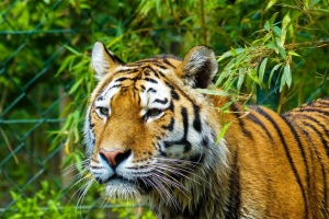 Chantal_Ott_Im Antlitz des Tigers
