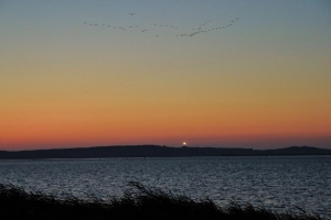Elke Berberich_Gänseflug über Hiddensee