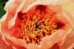 Elke Berberich_Orange