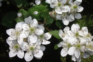 Leuner_Herrmann_Blüten