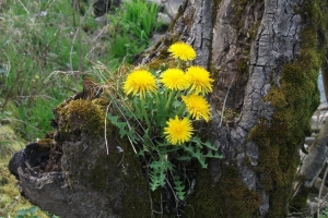 Leuner_Herrmann_Löwenzahn