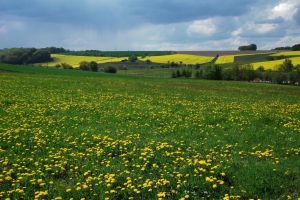 Leuner_Herrmann_Odenwaldhöhe