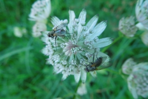 Leuner_Jürgen_Fliegen