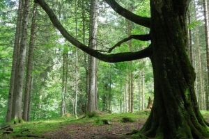 Leuner_Jürgen_Parkbaum Linderhof