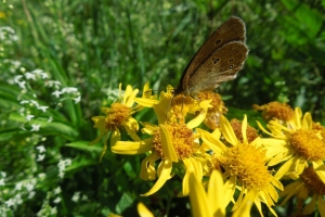 Leuner_Jürgen_Schmetterling