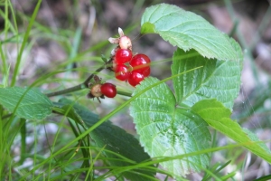 Paech_Jürgen_rote Beeren