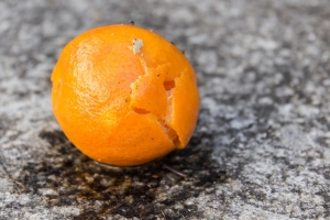 Speth_Martin_Mandarine