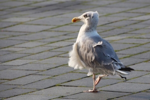 Straub_Wolfgang_Stolzieren mit Rückenwind