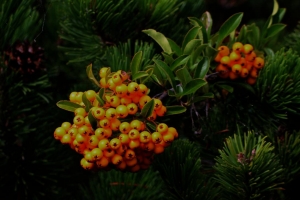 Tschörtner_Dietmar_Frucht Hagebutte