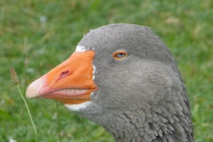 Wolfgang_Kuhlen_Blauauge
