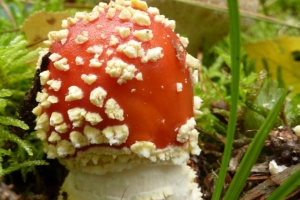 Wolfgang_Kuhlen_lecker Pilz