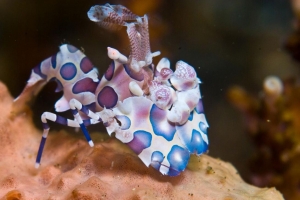 Reimund Hübner, Harlekin