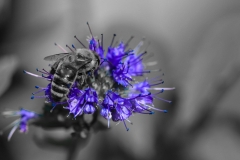 Karl-Heinz Link, Biene_auf_Blume