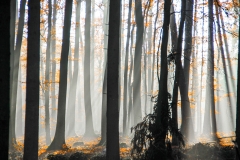 Karl-Heinz Link, die_Sonne_bricht_durch_den_Morgennebel