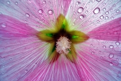Helmut Plaha, Blüte