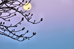 Elke Berberich, Frühlingsmond