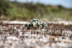 Elke Berberich, Stranddistel