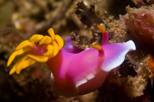 Reimund Hübner, Schnecke