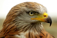 Wolfgang Kuhlen, Rotmilan-stolzer_Greifvogel