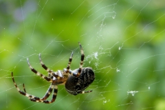 Wolfgang Kuhlen, Spinne_am_Morgen