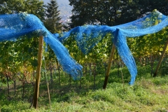 Hermann Leuner, Vogelschutz_im_Wengert
