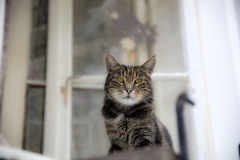 Karl-Heinz Link, Katze_auf_Beobachtungsposten