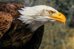 Karl-Heinz Link, Weisskopfseeadler