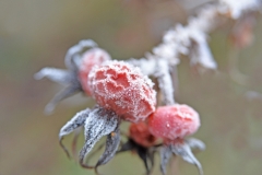 243_Hagebutteneis