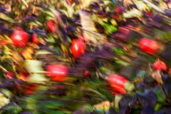 236_st__rmische_Hagebutten