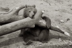Bärbel Bornhöft, Durchhänger